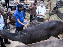 Batam Tak Hanya Pusat Perbelanjaan, Cagar Alam Juga Ada