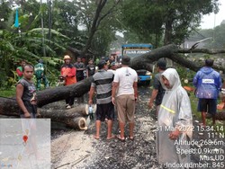 2 Pohon Trembesi Tumbang dan Tutup Jalan di Jember, Lalin Macet 5 Km