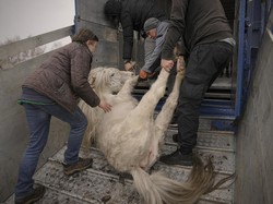 Perang Tak Usai-usai, Satwa di Bonbin Ukraina Terancam Disuntik Mati