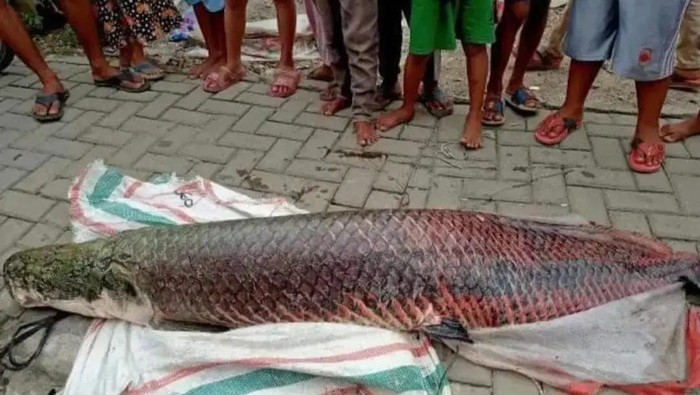 Ikan Arapaima Ikan raksasa jenis Arapaima menghebohkan warga Kedaung Baru, Kota Tangerang, Jumat (1/4/2022).