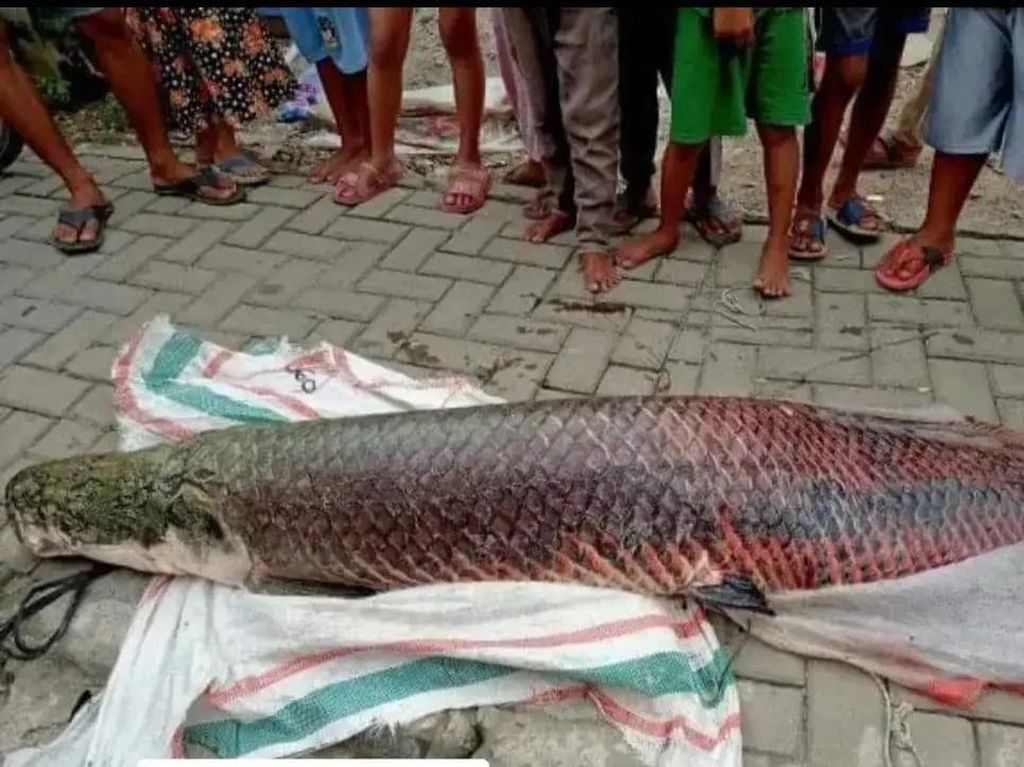 5 Kejadian Heboh Ikan Monster Arapaima di RI: Pelepasnya Bisa Dipenjara