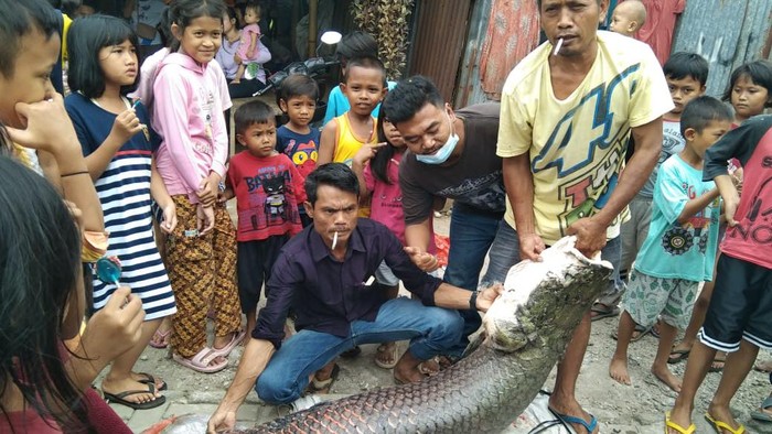 Ikan raksasa Ikan raksasa
