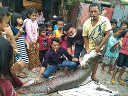Ikan Raksasa Bikin Heboh Warga Tangerang Dipotong, Daging Dibagi ke Warga