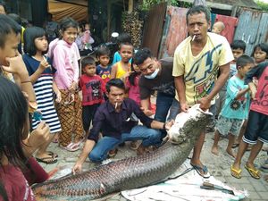 Ikan Raksasa Bikin Heboh Bukan Ditemukan di Kali Cisadane, tapi... Ikan Raksasa Bikin Heboh Bukan Ditemukan di Kali Cisadane, tapi...