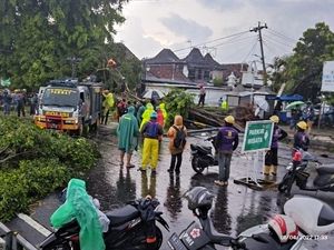 Brukk! 2 Pohon Beringin di Alun-alun Utara Keraton Jogja Tumbang