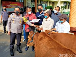 Girangnya Pemilik Saat Sapi yang Dicuri Dikembalikan Polisi