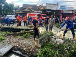 Pohon Tumbang Sempat Tutup Akses Jalan Nasional di Trenggalek
