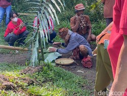 5 Hari Tutup Akses Jalan, Pohon Keramat di Toraja Dievakuasi Usai Ritual Adat