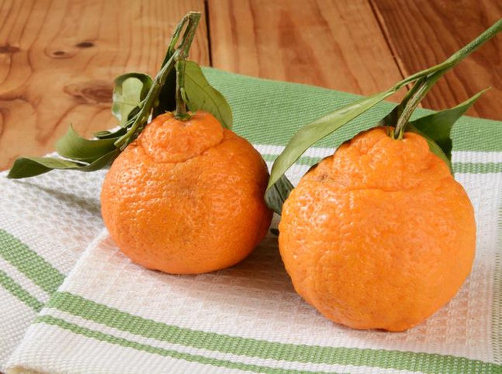 Sumo Oranges, Jeruk Manis Tanpa Biji Asal Jepang yang Viral di Amerika