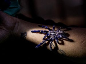 Tarantula Diburu Jadi Peliharaan, Sampai-sampai Jadi Barang Selundupan