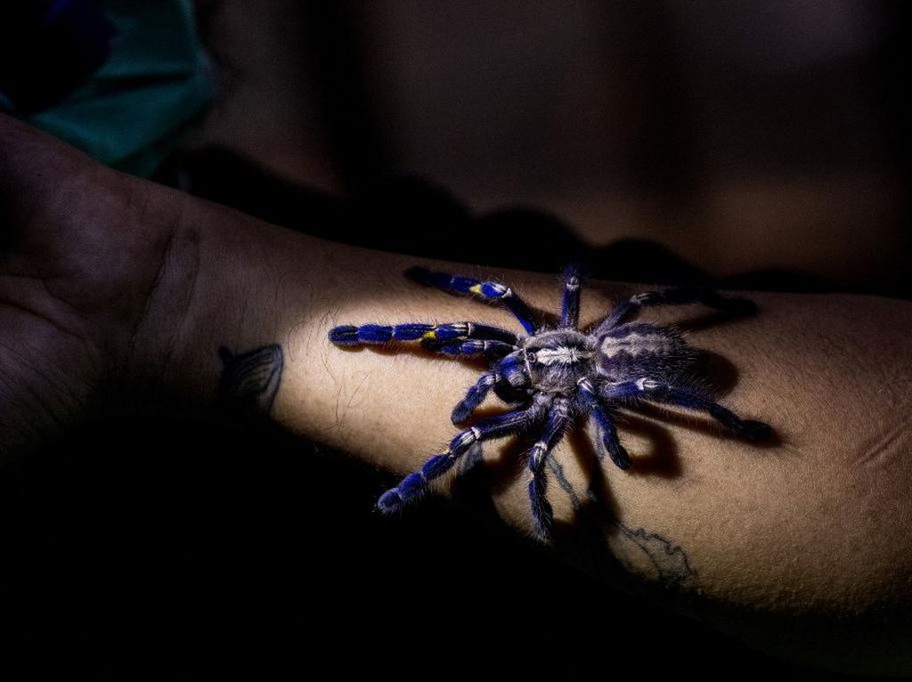 Tarantula Diburu Jadi Peliharaan, Sampai-sampai Jadi Barang Selundupan Tarantula Diburu Jadi Peliharaan, Sampai-sampai Jadi Barang Selundupan