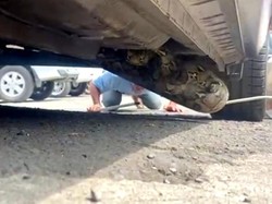 Mengerikan, Sanca 3 Meter di Makassar Sembunyi di Kolong Mobil Warga