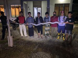 Santri Ponpes AsAdiyah Wajo Digegerkan Temuan Ular Sanca 4,5 Meter