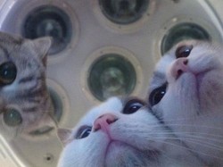 Kenapa Kucing Sering Disebut Punya 9 Nyawa? Ini Alasannya