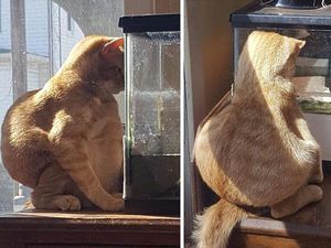 Tingkah Lucu Kucing yang Tertangkap Kamera, Gemas! Tingkah Lucu Kucing yang Tertangkap Kamera, Gemas!