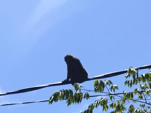 Monyet Liar asal Maros Resahkan Warga Makassar Diamankan, Diumpan Pisang