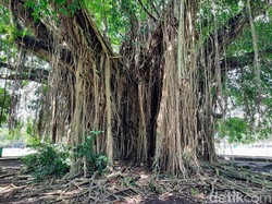 Hindari Tanam 7 Pohon Ini Dekat Rumah, Akarnya Bisa Bikin Dinding Retak