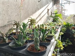 Tak Hanya Cantik, Budidaya Tanaman Hias juga Hasilkan Banyak Untung