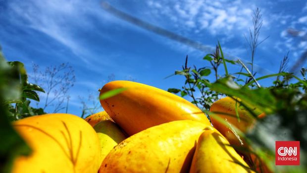 Timun Suri menjadi salah satu buah khas untuk menu berbuka puasa di bulan Ramadan. Minggu (3/4/2022). Indonesia/Andry Novelino