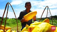 Bagi Dividen 52% dari Laba, Emiten Tambang Bauksit CITA Kucurkan Rp1,29 Triliun ke Investor