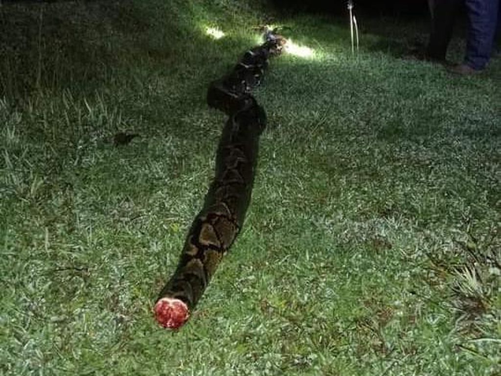 Ular Piton 7 Meter Nyaris Mangsa Warga di Bone, Langsung Dibunuh-Dikuliti