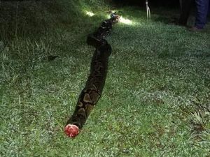 Nyaris Mangsa Warga Bikin Piton 7 Meter Dipenggal dan Dikuliti di Bone Nyaris Mangsa Warga Bikin Piton 7 Meter Dipenggal dan Dikuliti di Bone