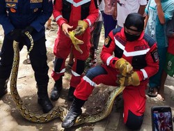 Ngeri, Ular Sanca Muncul di Atas Pohon Bikin Geger Penghuni Rusunawa Makassar