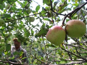 Senjakala Apel di Malang Raya, Petani Berpaling ke Buah yang Lebih Manis Senjakala Apel di Malang Raya, Petani Berpaling ke Buah yang Lebih Manis