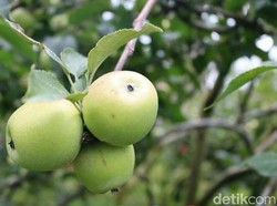 Mengenal 6 Varian Buah Apel Khas Malang