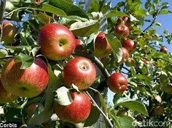 8 Oleh-oleh Khas Malang, Olahan Apel Paling Banyak