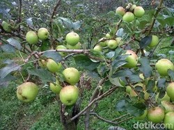 Masa Jaya Apel di Malang Raya hingga Tak Manis Lagi