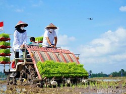 Petani Banyuwangi Digelontor Bantuan 197 Ton Benih Padi