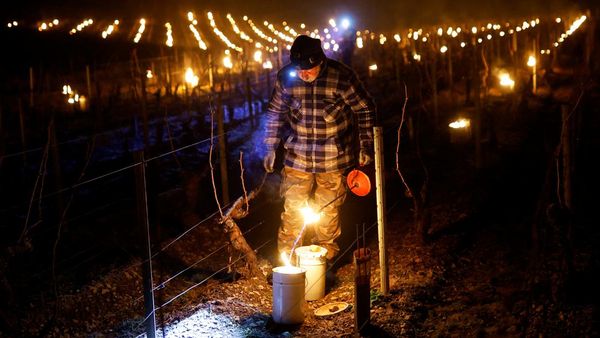 Cara Unik Petani Prancis Lindungi Kebun Anggur dari Kedinginan