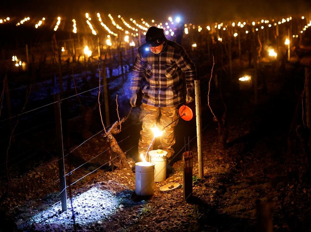 Cara Unik Petani Prancis Lindungi Kebun Anggur dari Kedinginan