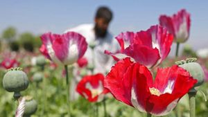 Jadi Bahan Opium, Taliban Larang Warganya Tanam Bunga yang Cantik Ini