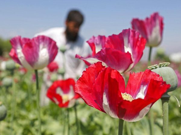 Jadi Bahan Opium, Taliban Larang Warganya Tanam Bunga yang Cantik Ini