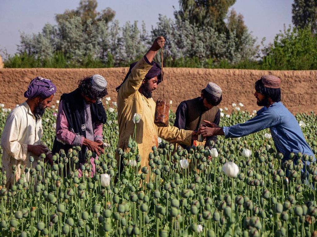 Taliban Larang Penanaman Opium di Afghanistan