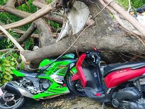 Pohon Tumbang di Jaktim Timpa 7 Motor, 1 Orang Patah Tulang