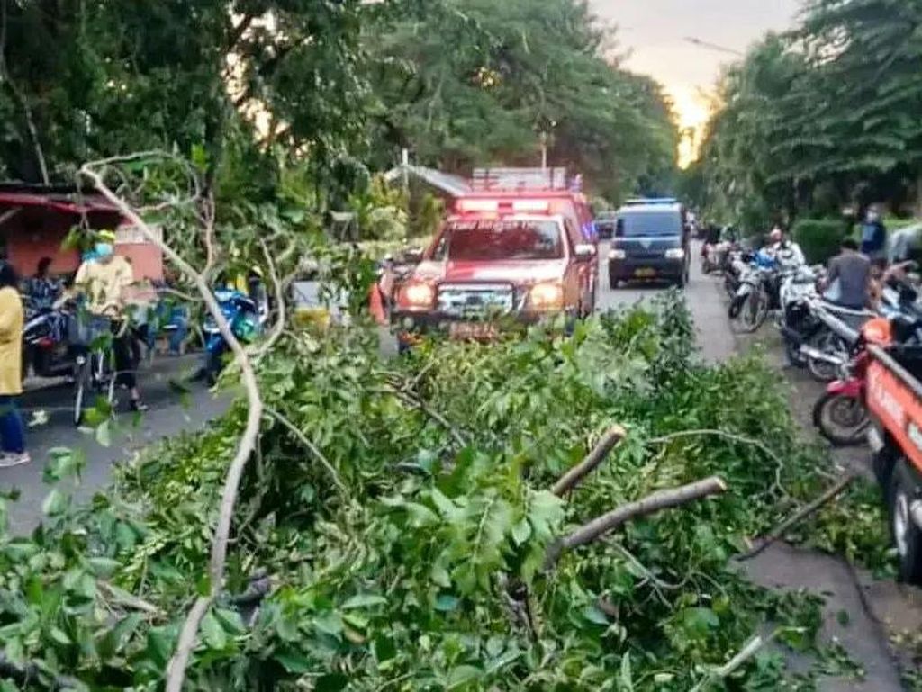 Jakarta Diguyur Hujan Angin, 3 Pohon Tumbang