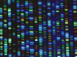 Ilmuwan Akhirnya Sempurnakan Urutan Genom Manusia