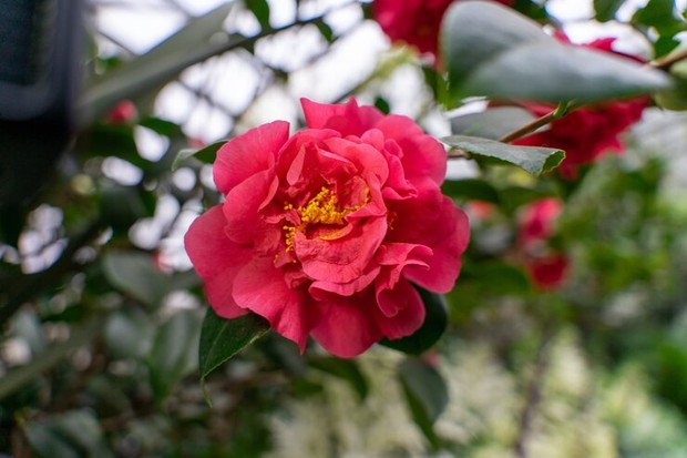 Camelia/Foto: Freepik/Wirestock Camelia