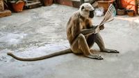 Siap-siap Ngakak! Aksi Kocak Hewan yang Tertangkap Kamera