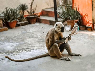 Siap-siap Ngakak! Aksi Kocak Hewan yang Tertangkap Kamera