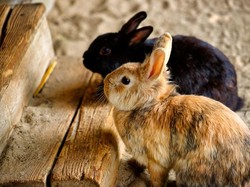 Benarkah Kelinci Bisa Berenang?