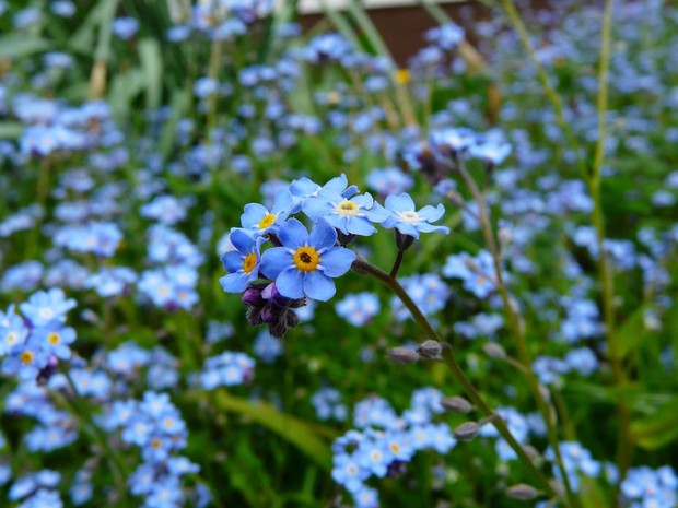 Myosotis (Forget-me-not)/Foto: Pexels/Pixabay Myosotis (Forget-me-not)