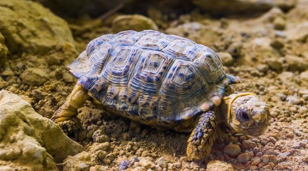 speckled padloper tortoise