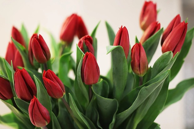 Tulip merah/Foto: Pexels/Lorena Martínez Tulip merah