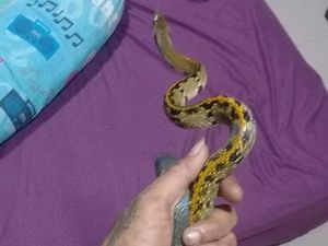 Hii! Seekor Ular Sowo Kopi Ngumpet di Meja Rumah Warga Klaten