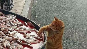 Potret Kocak Tingkah Hewan Ketahuan Curi Makanan