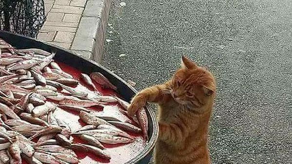 Potret Kocak Tingkah Hewan Ketahuan Curi Makanan